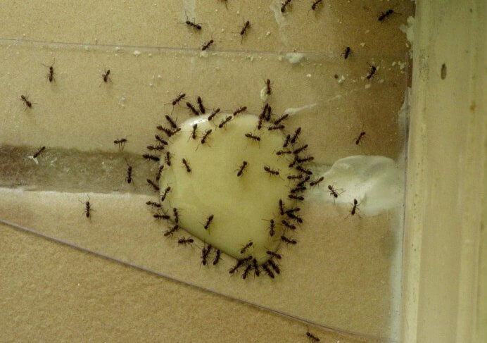 как выглядят муравьи фото