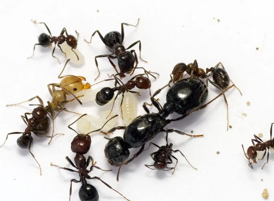 фото муравьи